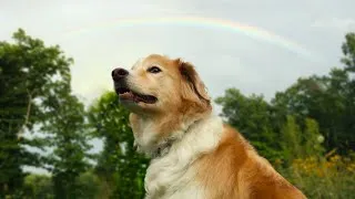 Thumbnail: Somewhere Over the Rainbow/What a Wonderful World