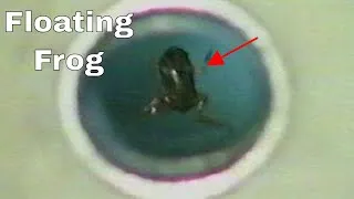 Thumbnail: Metal Grabbers Can Make Animals Float (Simple Words Episode 2)