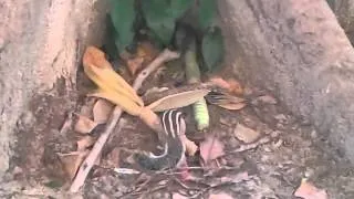 Thumbnail: Cute squirrel eating leftover corn underneath a tree