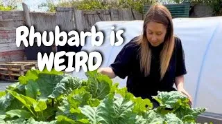 Thumbnail: THIS Plant Is Poisonous… So Why Do We Eat it? 