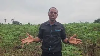 Thumbnail: CASSAVA FARMING IN NIGERIA