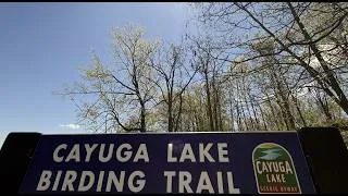 Thumbnail: The Cayuga Lake Scenic Byway's Birding Trail