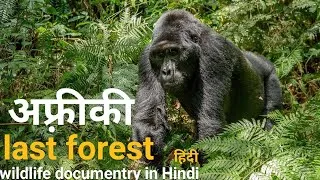 Thumbnail: The Last forest - हिंदी डॉक्यूमेंट्री ! Africa wildlife documentry in Hindi