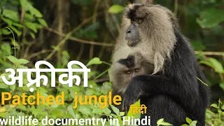 Thumbnail: Patched jungal - हिंदी डॉक्यूमेंट्री ! Africa wildlife documentry in Hindi