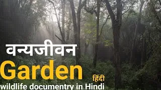 Thumbnail: Garden of the gods - हिंदी डॉक्यूमेंट्री ! Bhumdya Sagar Wildlife documentry
