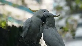Thumbnail: Ask an Expert: Astrid Andersson and Hong Kong's Cockatoos