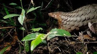 Thumbnail: ReThink Wildlife