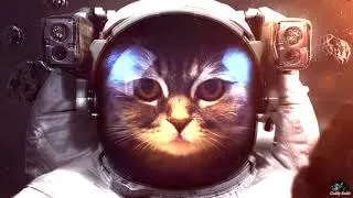 Thumbnail: 🔥 Trash BASS and pretty cat!🔥  Rival - Walls [NCS]