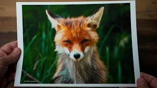 Thumbnail: Povestea din spatele unei fotografii wildlife