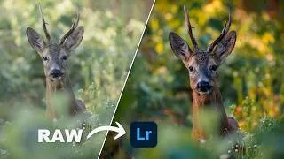 Thumbnail: Cum editez fotografiile wildlife in Lightroom