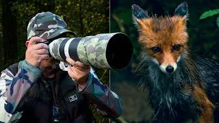 Thumbnail: Fotografie wildlife pe ploaie | 3 întâlniri cu vulpi