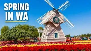 Thumbnail: Tulip Town in Full Bloom | 50+ Varieties in One Place