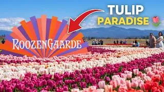 Thumbnail: I Didn't Expect This Many Flowers in One Place | RoozenaGaarde Peak Tulip Season!