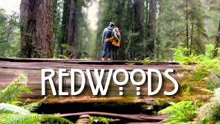 Thumbnail: Redwoods National Park Adventure | Van Life Vlog