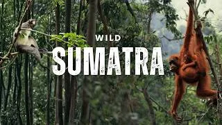 Thumbnail: Searching for Wild Orangutans in the Jungle of Sumatra