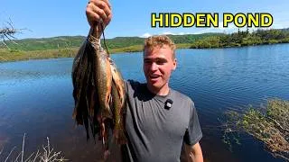 Thumbnail: Big Trout From a Hidden Pond in Newfoundland