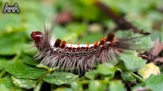 Thumbnail: AwA Browntail Gum Moth Caterpillar (Euproctis baliolalis)