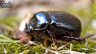 Thumbnail: AwA Dynastine Rhinoceros Beetle (Dasygnathus trituberculatus)
