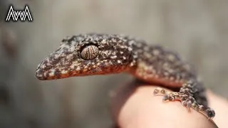 Thumbnail: AwA Southern Leaf Tailed Gecko (Phyllurus platurus) - Guest Appearance by Methu