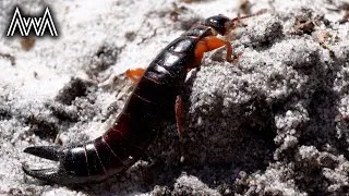 Thumbnail: AwA Giant Earwig (Titanolabis colossea)
