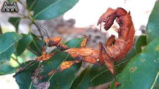 Thumbnail: AwA Spiny Leaf Stick Insect (Extatosoma tiaratum) with Guest Appearance by Alex.