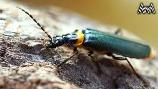 Thumbnail: AwA Plague Soldier Beetles (Chauliognathus lugubris)