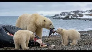 Thumbnail: Polar Bear: 820 Days From Newborn Cubs to Independent Arctic Hunters