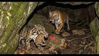 Thumbnail: Bengal Tiger: 760 Days From Newborns to Predators | Tiger's Life
