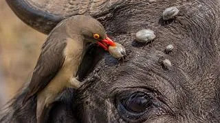 Thumbnail: Red-billed Oxpecker: Africa’s Tiny Cleaner Bird