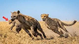 Thumbnail: Cheetah 480: Days From Newborn Cubs to Young Hunters | Wildlife Documentary