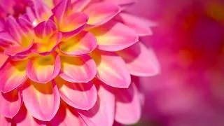 Thumbnail: Beautiful Flowers Close Up — Spring Blossoms and Summer Gardens 4K (No Sound)