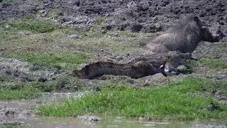 Thumbnail: Warthog HEADBUTTS Crocodile in the Face and Escapes! 😳🐊
