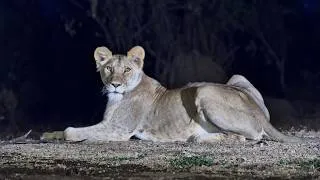 Thumbnail: Lost the Pride? Young Lion Wanders Alone