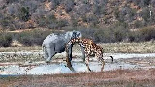 Thumbnail: Crocodile GRABS Giraffe While It Drinks... Then Chaos Erupts!