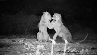 Thumbnail: Boys Will Be Boys... Even When They're Lions