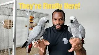 Thumbnail: I Just Got MORE African Greys… 🦜 Meet My New Flock