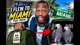 Thumbnail: I Flew Across The Country For My NEW African Grey Parrots
