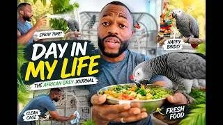 Thumbnail: My Life With Two African Grey Parrots | VLOG