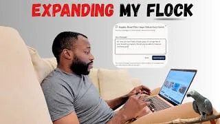Thumbnail: Looking For TWO MORE African Greys