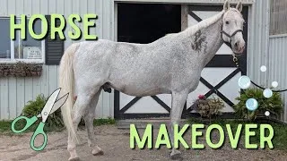 Thumbnail: SATISFYING HORSE MAKEOVER \\ Washing, clipping & haircut