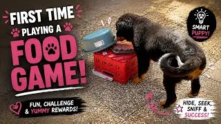 Thumbnail: 🐶 CAN ABBY FIGURE IT OUT?! 🧠 | 18-Week-Old Puppy’s First Food Game! 🥩🍗