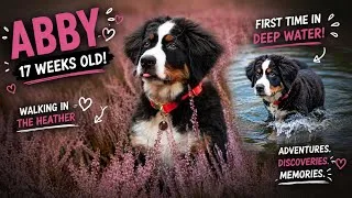 Thumbnail: 😲 SHE WENT INTO DEEP WATER?! 🌊🐶 | Abby at 17 Weeks Old!