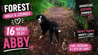 Thumbnail: 🐶 16-Week-Old Puppy Adventure | ABBY JUMPS THROUGH A TREE HOOP! 🌳🐾 