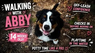 Thumbnail: 🐶 14-Week-Old Puppy Abby’s OFF-LEASH Adventure! 🐾💛