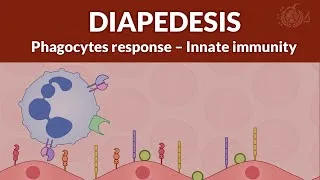 Thumbnail: Phagocyte Response: Diapedesis in Innate Immunity - IMMUNOLOGY