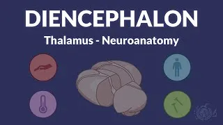 Thumbnail: DIENCEPHALON and THALAMUS - Neuroanatomy