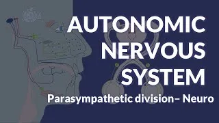 Thumbnail: AUTONOMIC NERVOUS SYSTEM: Parasympathetic division - NEUROANATOMY