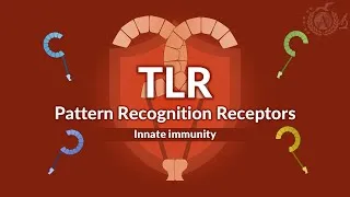 Thumbnail: PRR: Toll-like Receptors (TLRs) – Innate Immunity and Signaling Pathways - IMMUNOLOGY