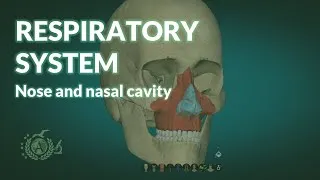 Thumbnail: RESPIRATORY SYSTEM: nose and nasal cavity - ANATOMY