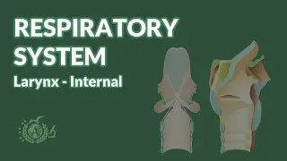 Thumbnail: RESPIRATORY SYSTEM: larynx - internal configuration - ANATOMY